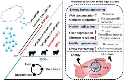 Rumen microbiota of indigenous and introduced ruminants and their adaptation to the Qinghai–Tibetan plateau